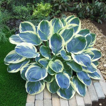 Hosta Orions Belt