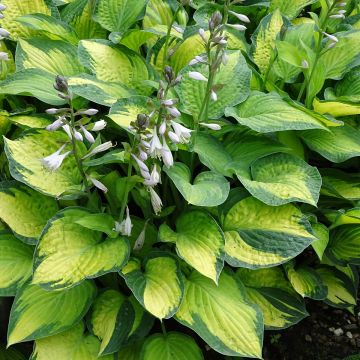 Hosta Pauls Glory