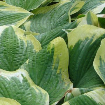 Hosta Robert Frost - Hosta panaché