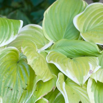 Hosta Saint Elmos Fire