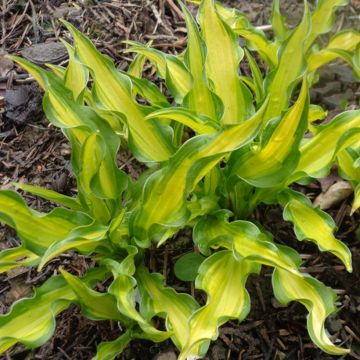 Hosta  Sizzle