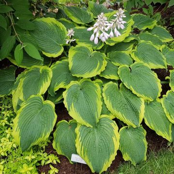 Hosta Spartacus