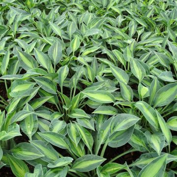 Hosta  Stand by Me