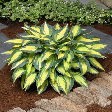 Hosta x tardiana Timeless Beauty