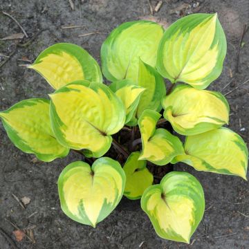 Hosta  Volcano Island