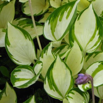 Hosta Warwick Delight - Hosta panaché miniature