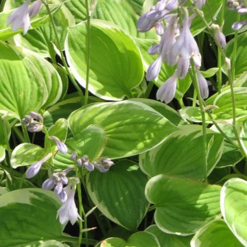 Hosta  Warwick Edge