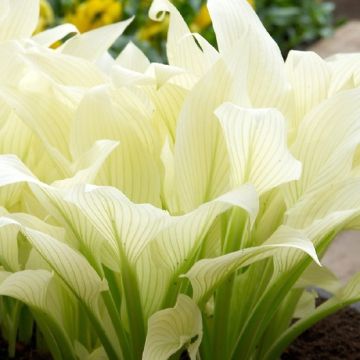 Hosta  White Feather