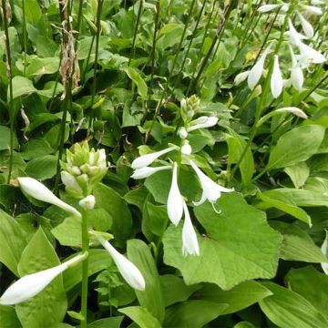 Hosta  White Trumpets