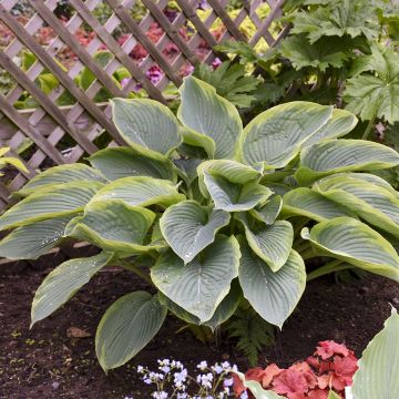 Hosta Wu-La-La - Plantain Lily