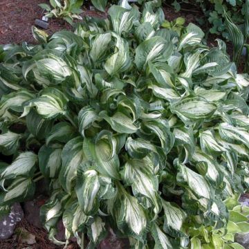 Hosta fortunei Allegan Fog