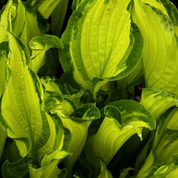 Hosta fortunei albopicta