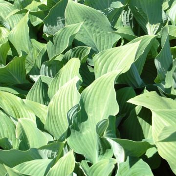 Hosta fortunei hyacinthina