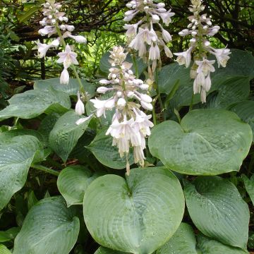 Hosta sieboldiana var. elegans - Plantain Lily