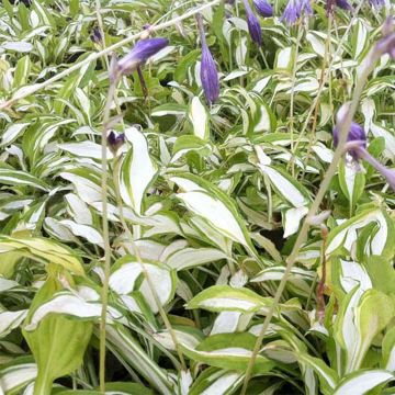 Hosta sieboldii Silver Kabitan