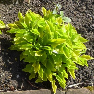 Hosta sieboldii Wogon - Plantain Lily