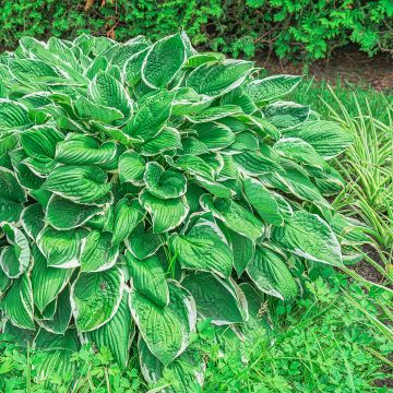 Hosta sieboldii var. alba