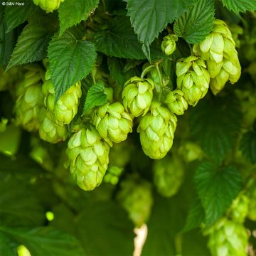 Humulus lupulus HOPS - Hop