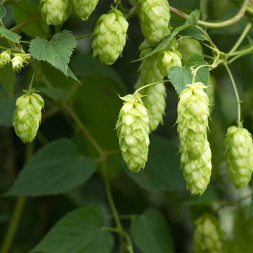 Humulus lupulus Jupiter - Common Hop