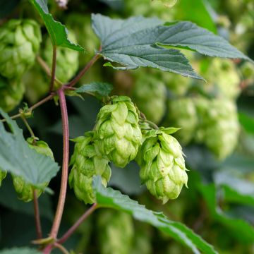 Humulus lupulus Pure - Common Hop