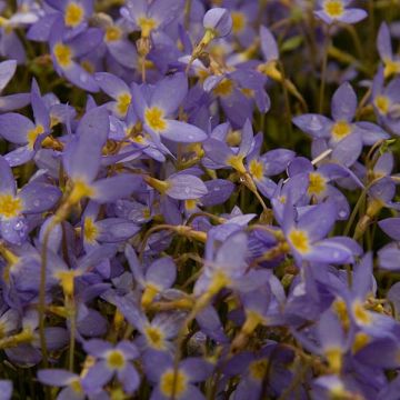 Houstonia caerulea Millard's Variety - Quaker ladies