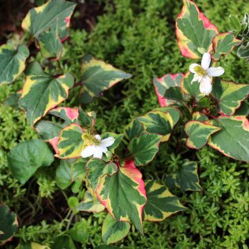 Houttuynia cordata Chameleon