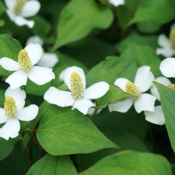 Houttuynia cordata 