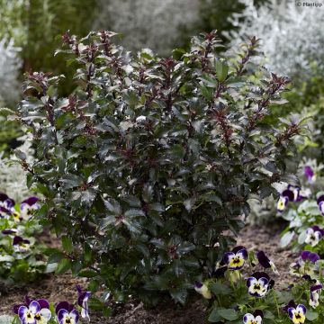 Ilex x meserveae Gentle - Blue Holly