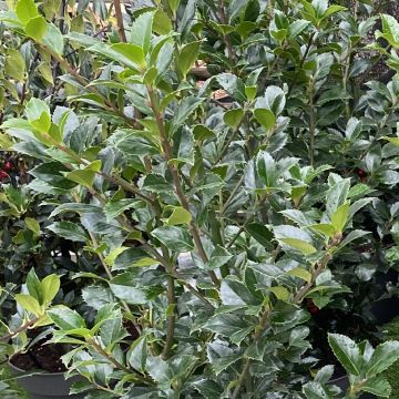 Ilex x meserveae Heckenpracht - Blue Holly