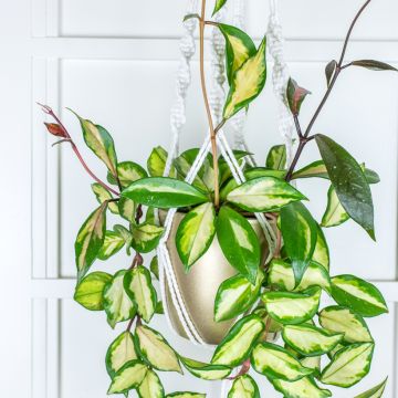Hoya carnosa Tricolor - Wax plant