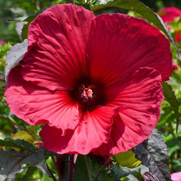 Hibiscus moscheutos Red - Swamp Rose Mallow