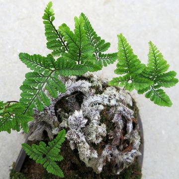 Humata tyermannii Humata tyermannii