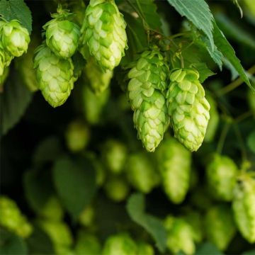 Humulus lupulus Target - Hop