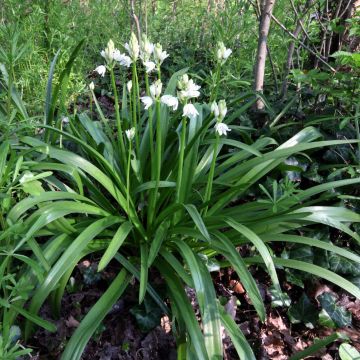 Hyacinthoides non-scripta Alba