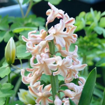 Hyacinthus Firelight - Garden Hyacinth