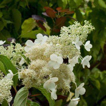 Hydrangea paniculata Kyushu