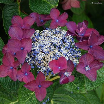 Hydrangea macrophylla Buchfink