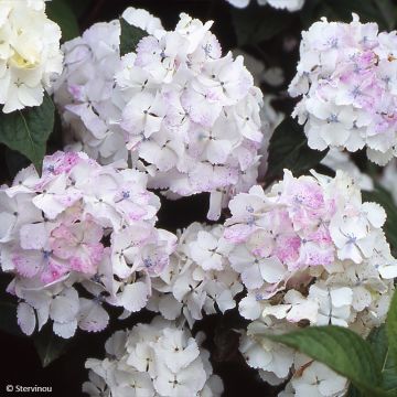 Hydrangea serrata Impératrice Eugénie - Mountain Hydrangea