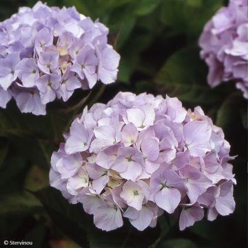 Hydrangea macrophylla Madame Plumecoq