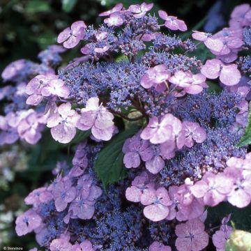 Hydrangea serrata Vicomte de Kerlot - Mountain Hydrangea