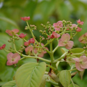 Hydrangea anomala Crug Coral- Climbing Hydrangea