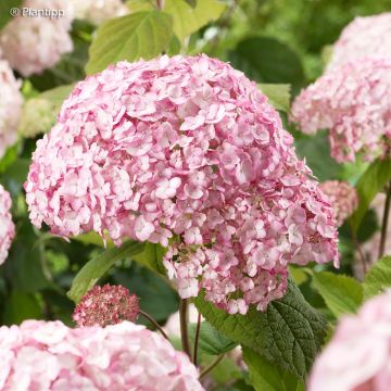 Hydrangea arborescens Candybelle Bubblegum