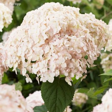 Hydrangea arborescens Candybelle Marshmallow