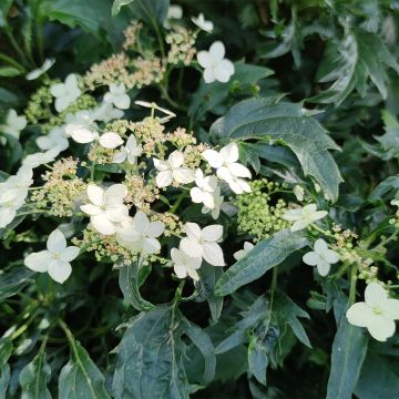 Hydrangea arborescens Emerald lace