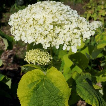 Hydrangea arborescens Golden Annabelle (EU 20170301)