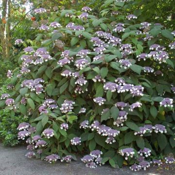 Hydrangea aspera Bellevue