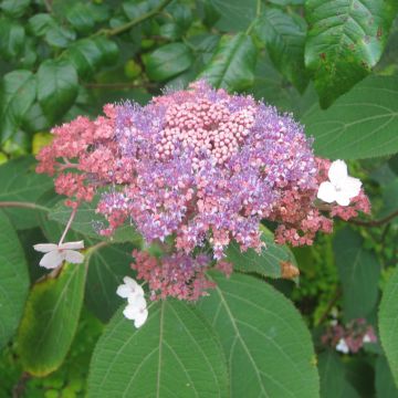 Hydrangea aspera Kawakami