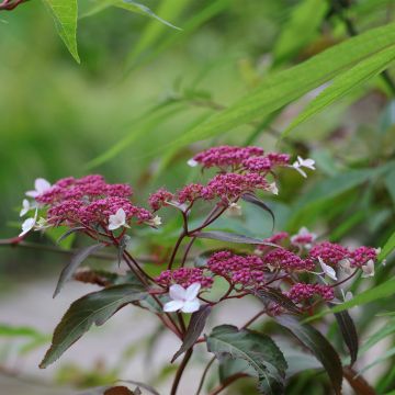 Hydrangea aspera Rosemary Foster