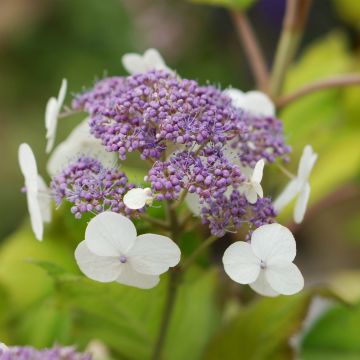 Hydrangea aspera subsp. sargentiana Goldrush