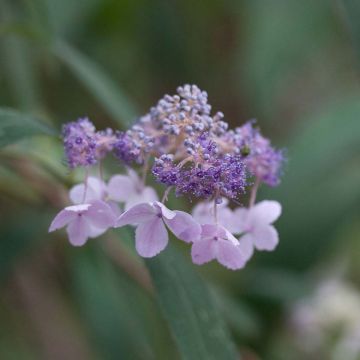 Hydrangea involucrata - Bracted Hydrangea